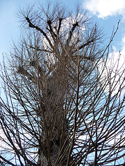 Image showing Coppiced Tree