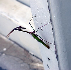 Image showing Grasshopper