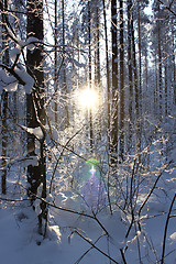 Image showing sunset in winter wood