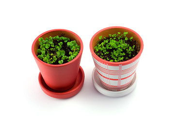 Image showing Garden pots plant