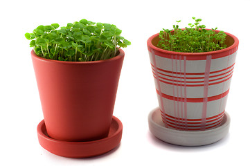 Image showing Garden pots plant