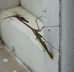 Image showing Grasshopper on the move