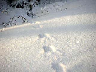 Image showing Footstep in the snow