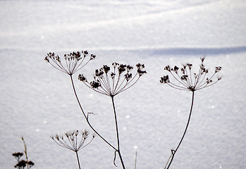 Image showing Flower in the snow