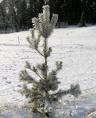 Image showing Pine