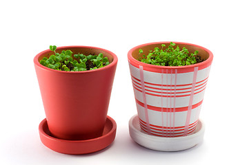 Image showing Garden pots plant