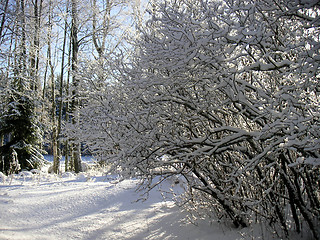 Image showing Bush in the snow