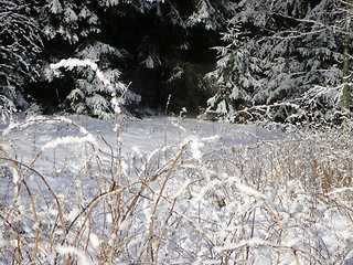 Image showing Winter grass