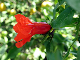 Image showing Pomegranate blossom profile