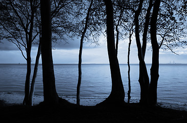 Image showing Trees by the sea