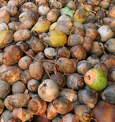 Image showing Closeup Coconuts