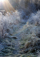 Image showing First Frosty Morning