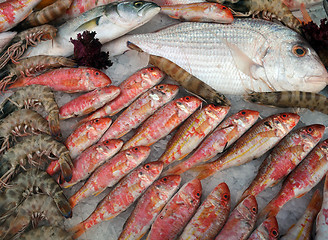 Image showing Fish And Shrimps On Ice