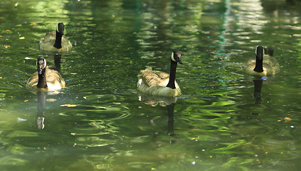 Image showing Geese group