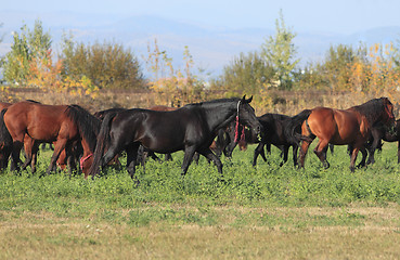 Image showing Herd Of Horses