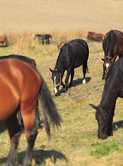 Image showing Herd of horse