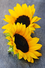 Image showing Sunflower blossoms