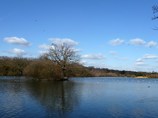Image showing Hainault Forest Water