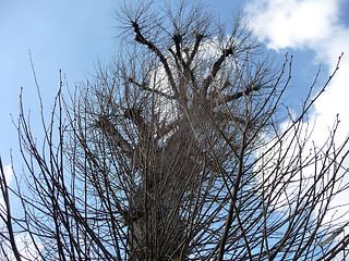 Image showing Coppiced Tree