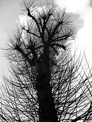 Image showing Coppiced Tree