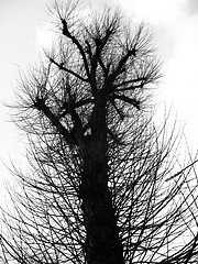 Image showing Coppiced Tree