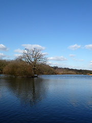 Image showing Hainault Forest Water