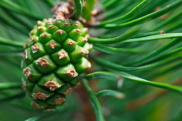 Image showing Pinecone