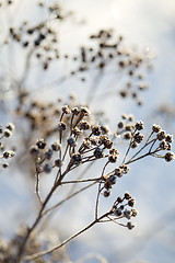 Image showing Frozen branch