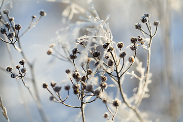 Image showing Frozen branch on a cold day