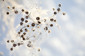 Image showing Frozen branch