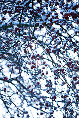 Image showing Beautiful frosty apple tree