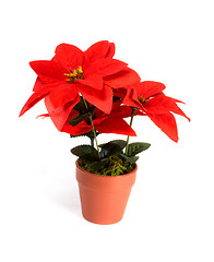 Image showing holiday flower