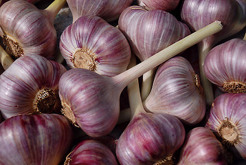 Image showing Closeup Garlic Bulbs