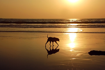 Image showing Stray Dog On The Beach