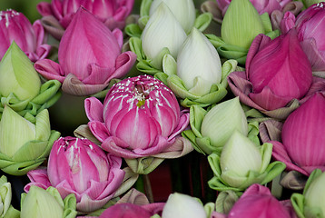 Image showing Lotus flowers