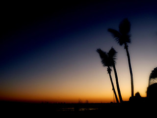 Image showing Palm Tree Silhouette