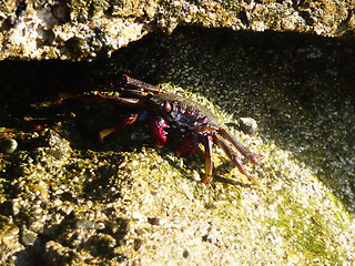 Image showing Tropical Crab