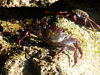 Image showing Tropical Crab