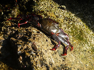 Image showing Tropical Crab