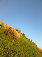 Image showing Green Cactus Hill