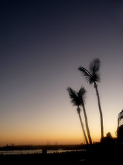 Image showing Palm Tree Silhouette