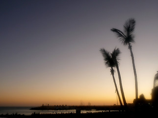 Image showing Palm Tree Silhouette