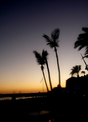 Image showing Palm Tree Silhouette