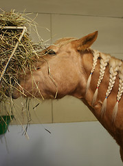 Image showing horse eating