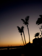 Image showing Palm Tree Silhouette