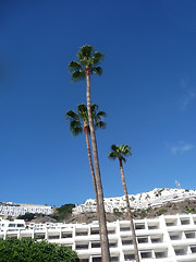 Image showing Palm Tree View