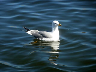 Image showing Seagull On Maspalomas Nature Reserve