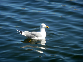 Image showing Seagull On Maspalomas Nature Reserve