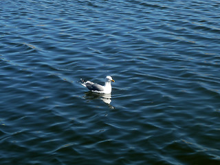 Image showing Seagull On Maspalomas Nature Reserve