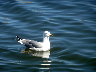 Image showing Seagull On Maspalomas Nature Reserve